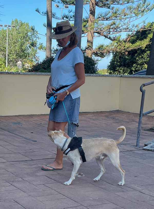 Dog School284