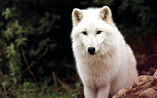 Wolves216b